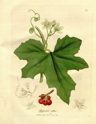 Bryonia_dioica81080