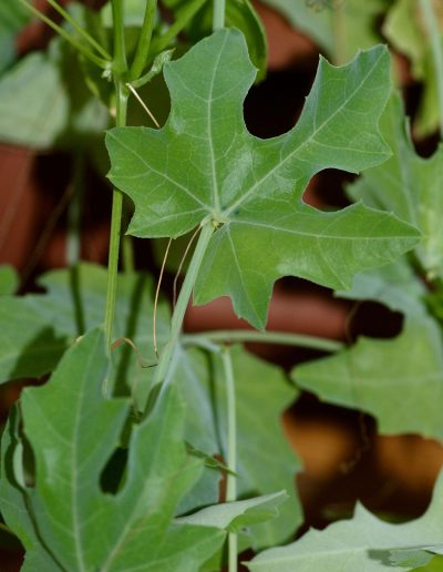 Coccinia_sessilifolia_leaves