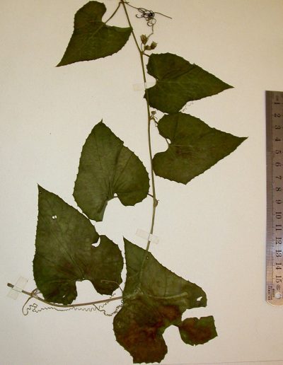 Cucurbitella-integrifolia-W-1