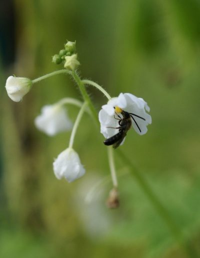 Echinopepon_flower2