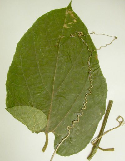 Indofevillea-leaf-K