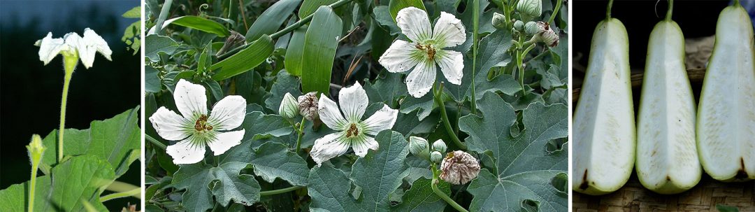 Lagenaria Cucurbitaceae