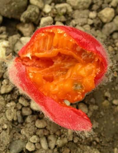 Thladiantha-dubia-ripe-fruit-8